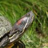 Terrapin head. by Dave Hall