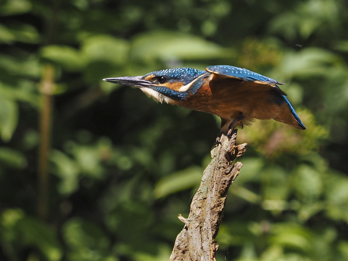 Kingfisher threat pose