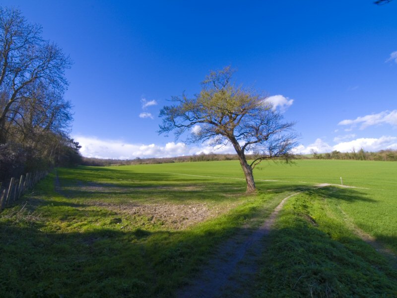 Tree in Cuxton