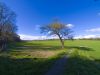 Tree in Cuxton