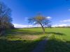 Tree in Cuxton by Dave Hall