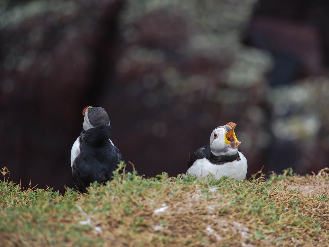 Stop Huffin & Puffin!