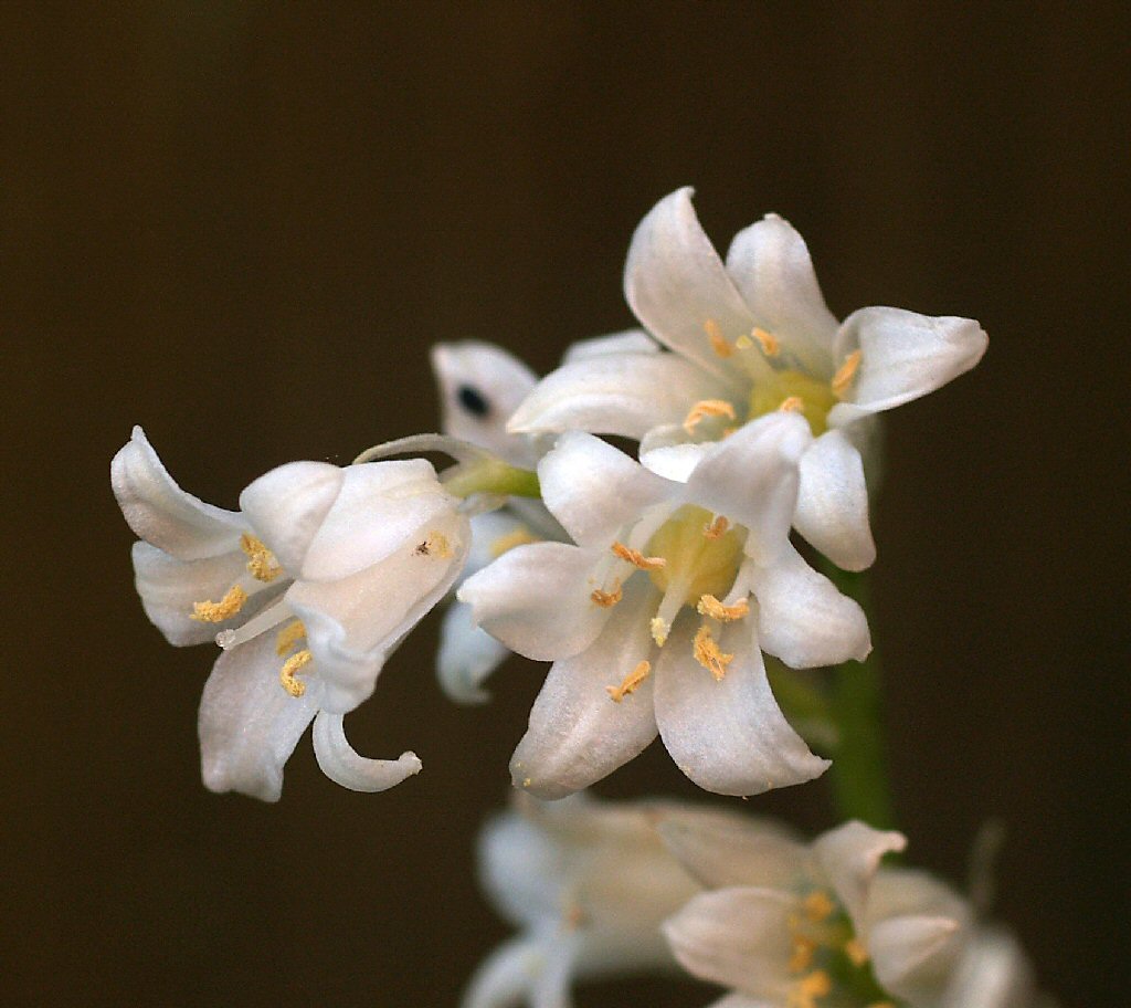 Whitebell