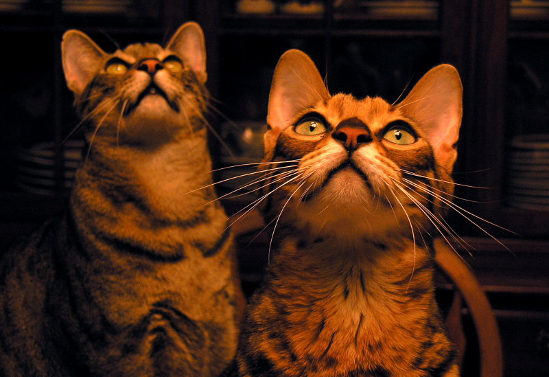The great moth hunters