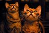 The great moth hunters