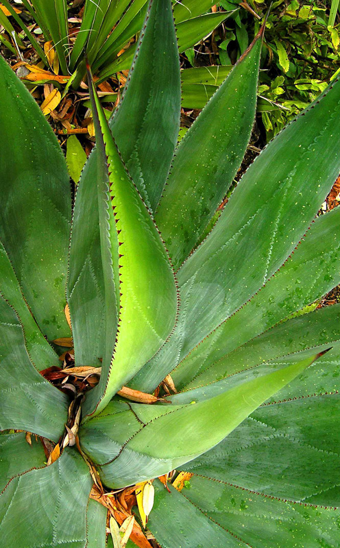 Cactus teeth