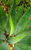 Cactus teeth by Bruce Patt