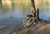 River tree