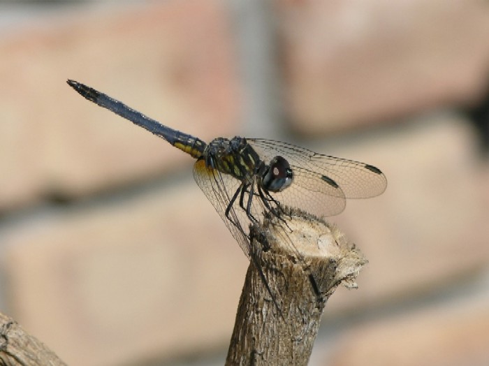 Macro bugs