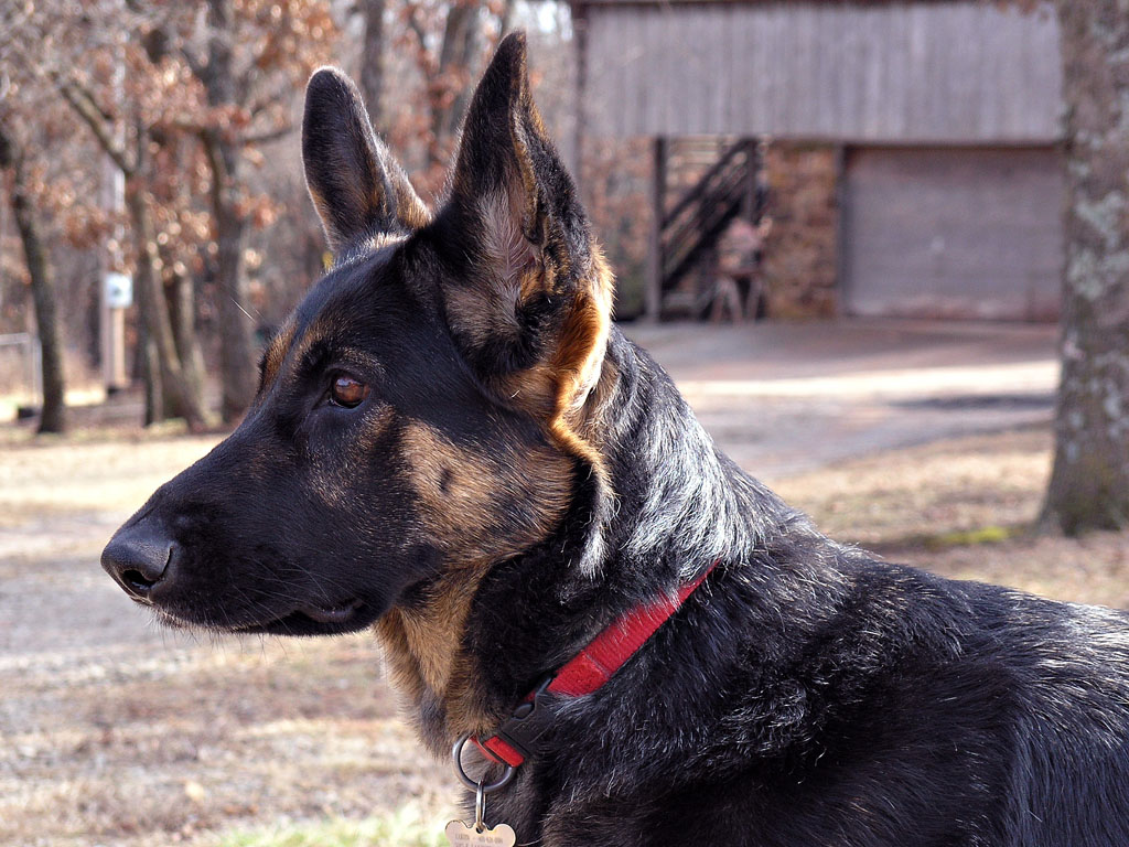 Lakota