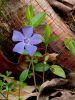 Periwinkle by CG Anderson