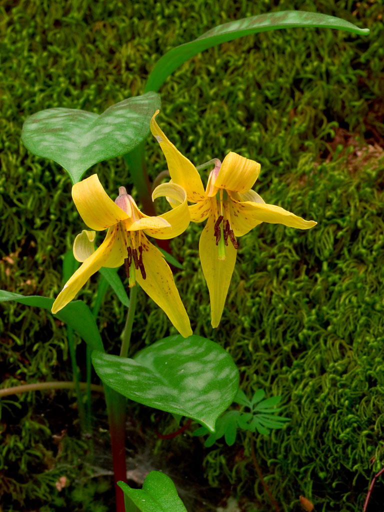 Trout Lily