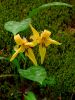 Trout Lily by CG Anderson