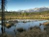 Cottonwood Slough by Dave Bennett