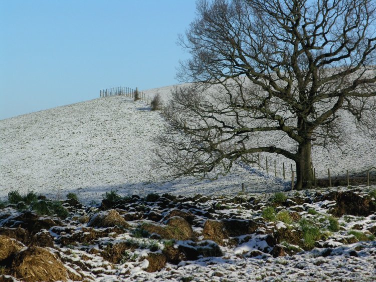 Snowy Field and Tree