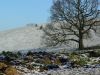 Snowy Field and Tree by Dave Bennett