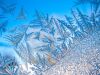 Frost Explosion by Cynthia Perry