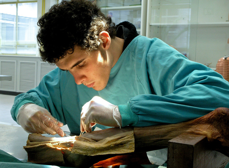 Dissection! (sensitive content)