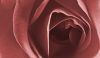 Rose by Cristiano Pereira Alves