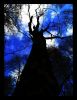 Tree1