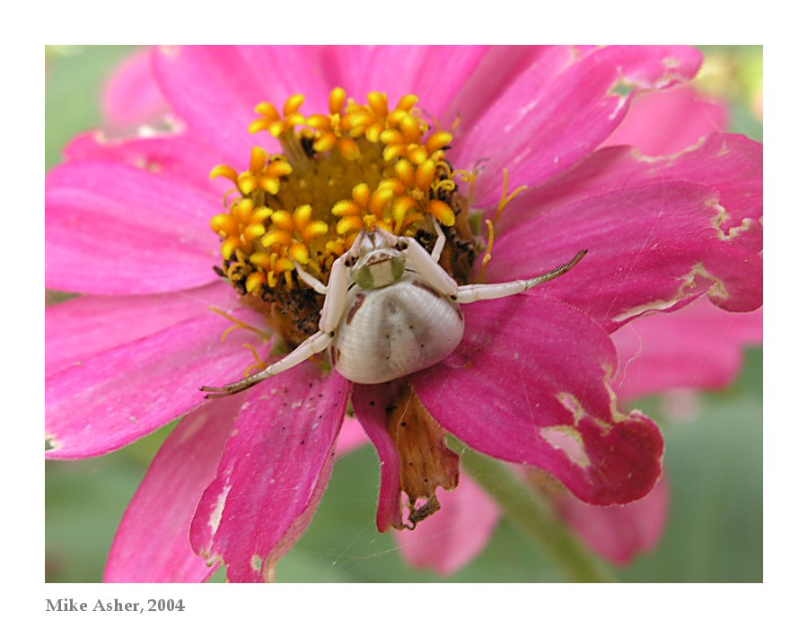spider 1