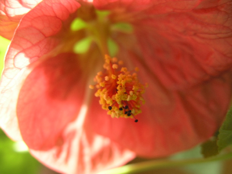 Flowering Maple