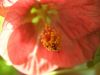 Flowering Maple