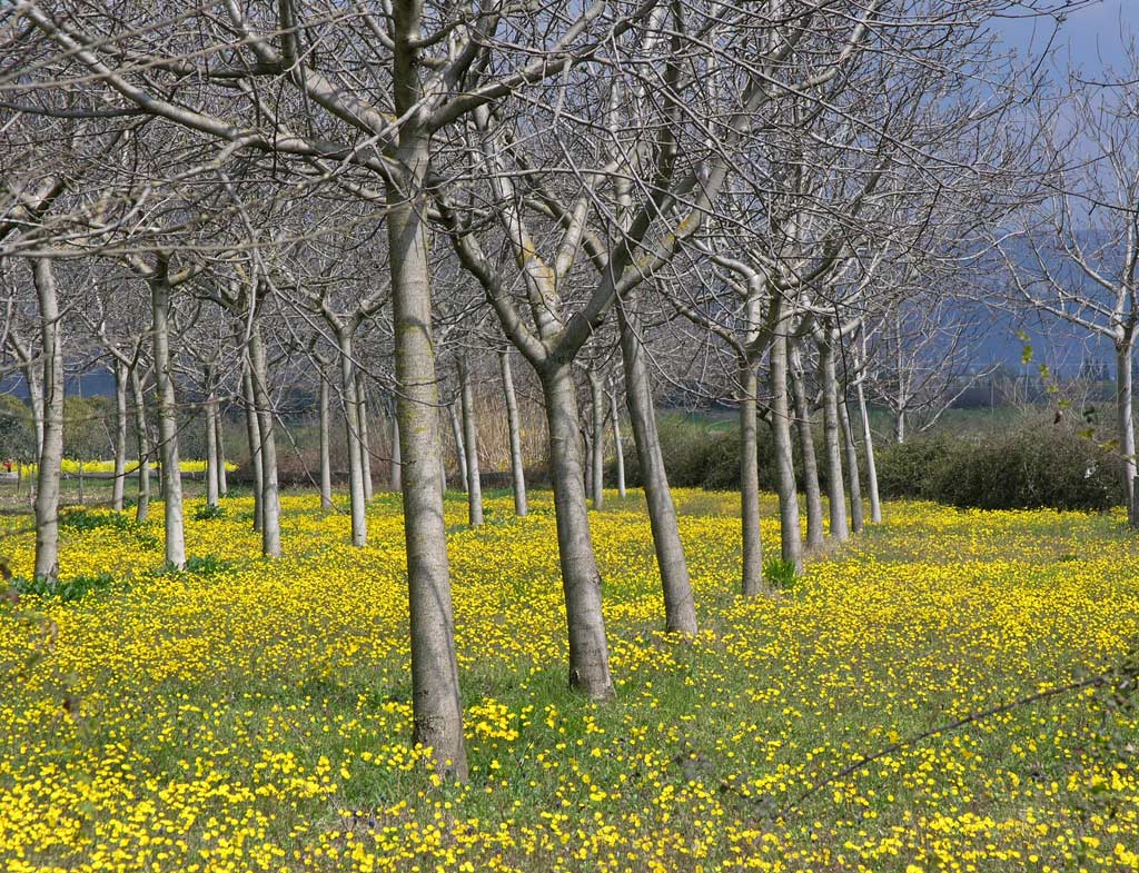 poplars (2)