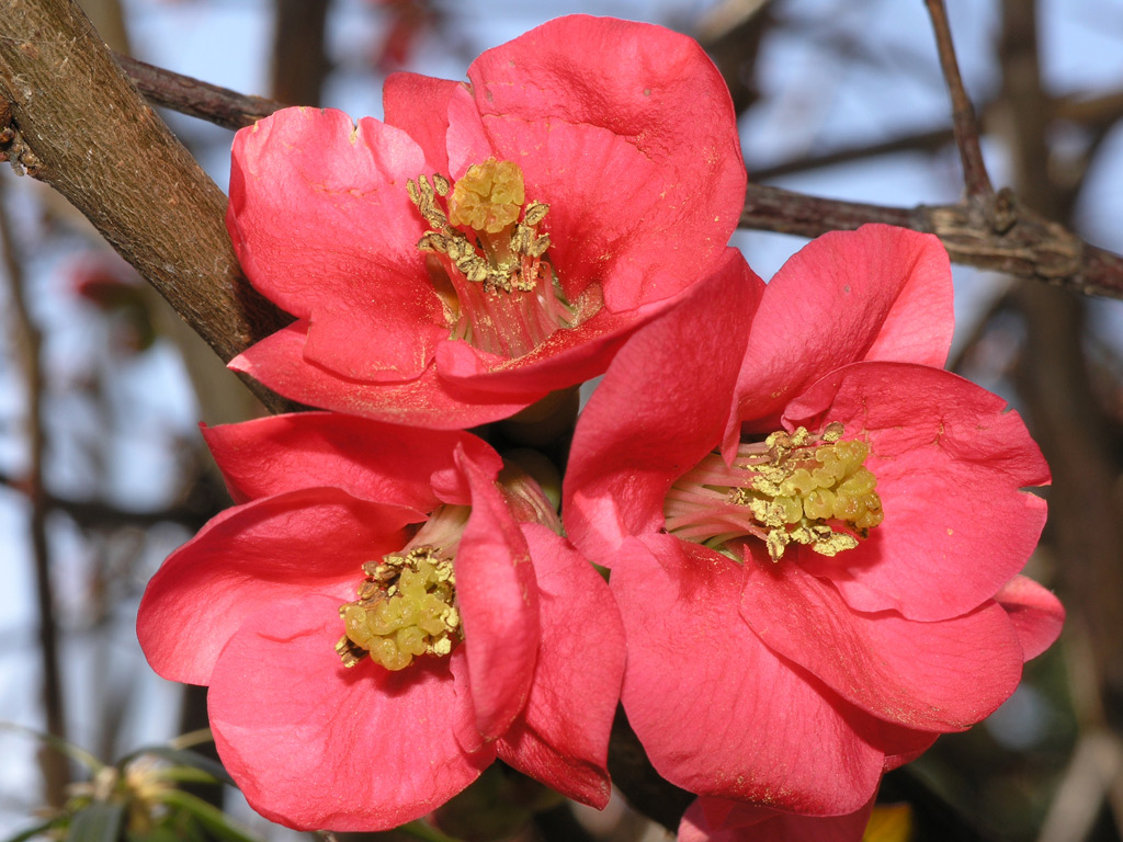 The first flowers of spring