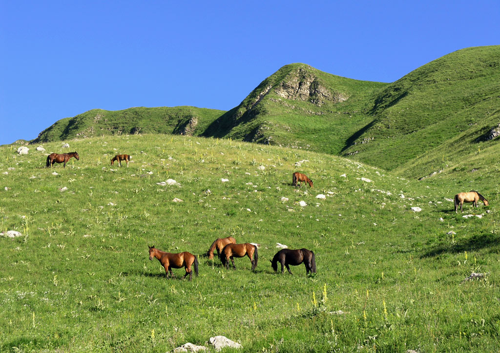 Horses on the 