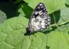 A little gray butterfly