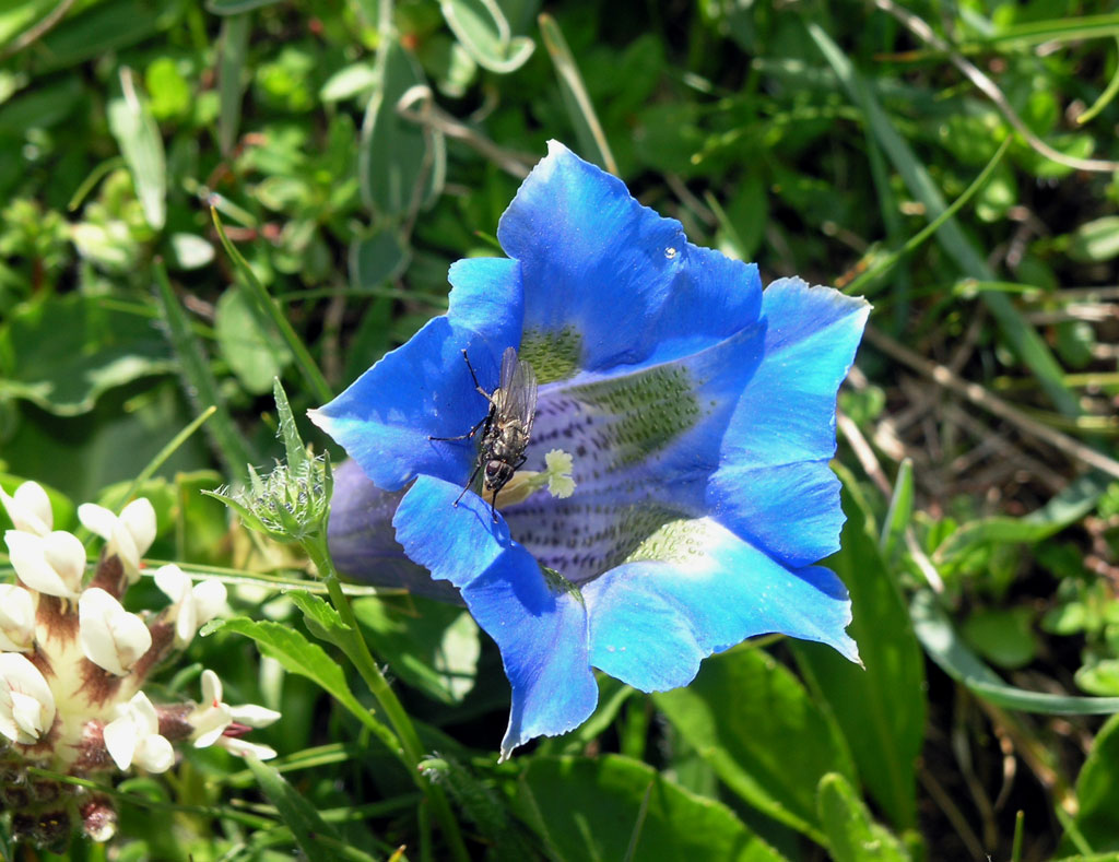 Nature at 2000 meter
