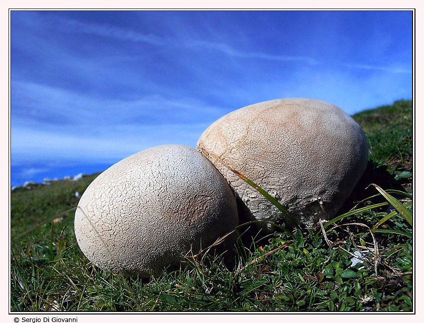 Lycoperdonscape