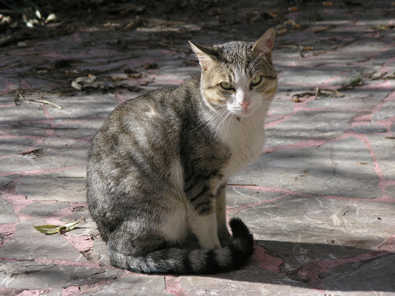 One of my cats
