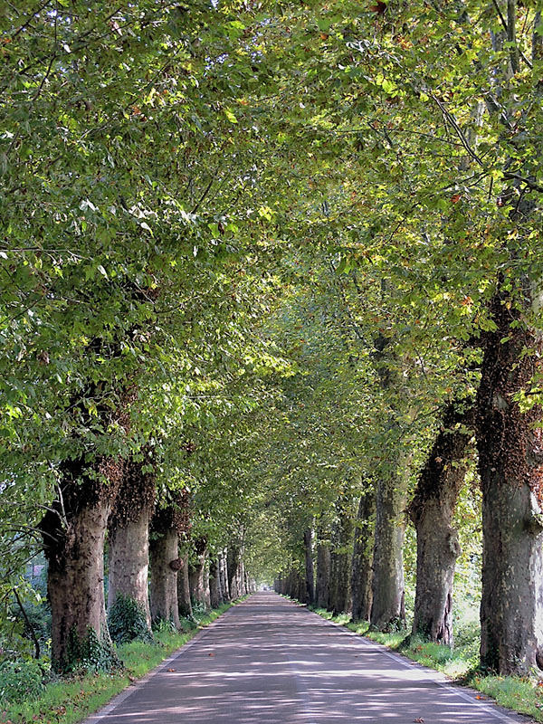 The tunnel