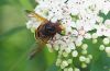 A wasp on white flowers