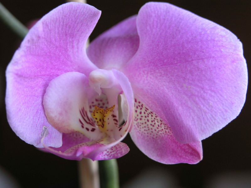 orchid