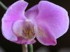 orchid