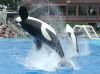 Shamu