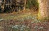 snow drops jan 2005 by jim stirling