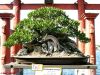 Bonsai by Valorie Spencer
