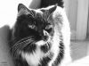 Willow bw by Valorie Spencer