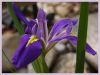 Water Lily by Valorie Spencer