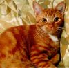 Milton (RIP 12/14/05) by Valorie Spencer