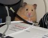 Wireless Mouse by Valorie Spencer