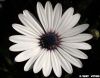 Purple Eye Daisy by Valorie Spencer