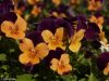 Orange Purple Pansies by Valorie Spencer