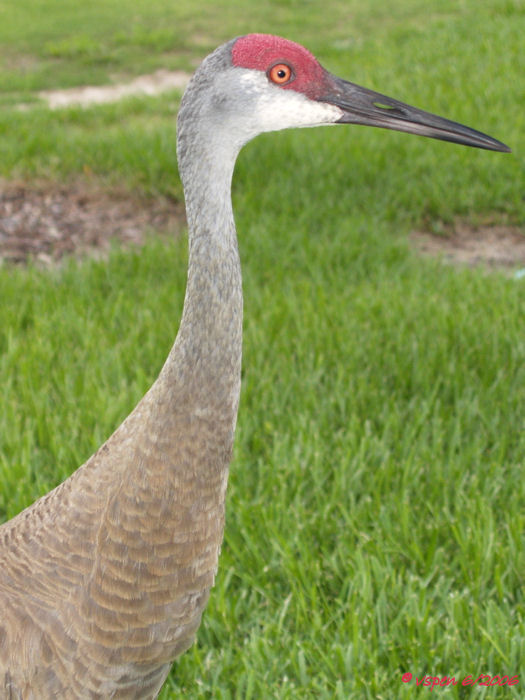 Sandhill Crane