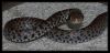 Baby Snake