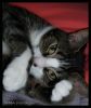 Harley Handsome by Valorie Spencer